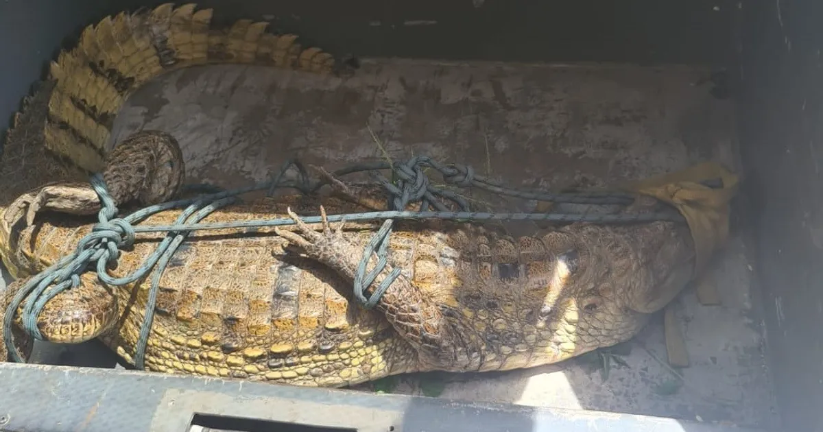 Jacaré de quase 2 metros é resgatado no campus do IFAP: o que os pais precisam saber